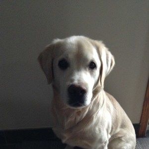 Meet your Posher, Kege